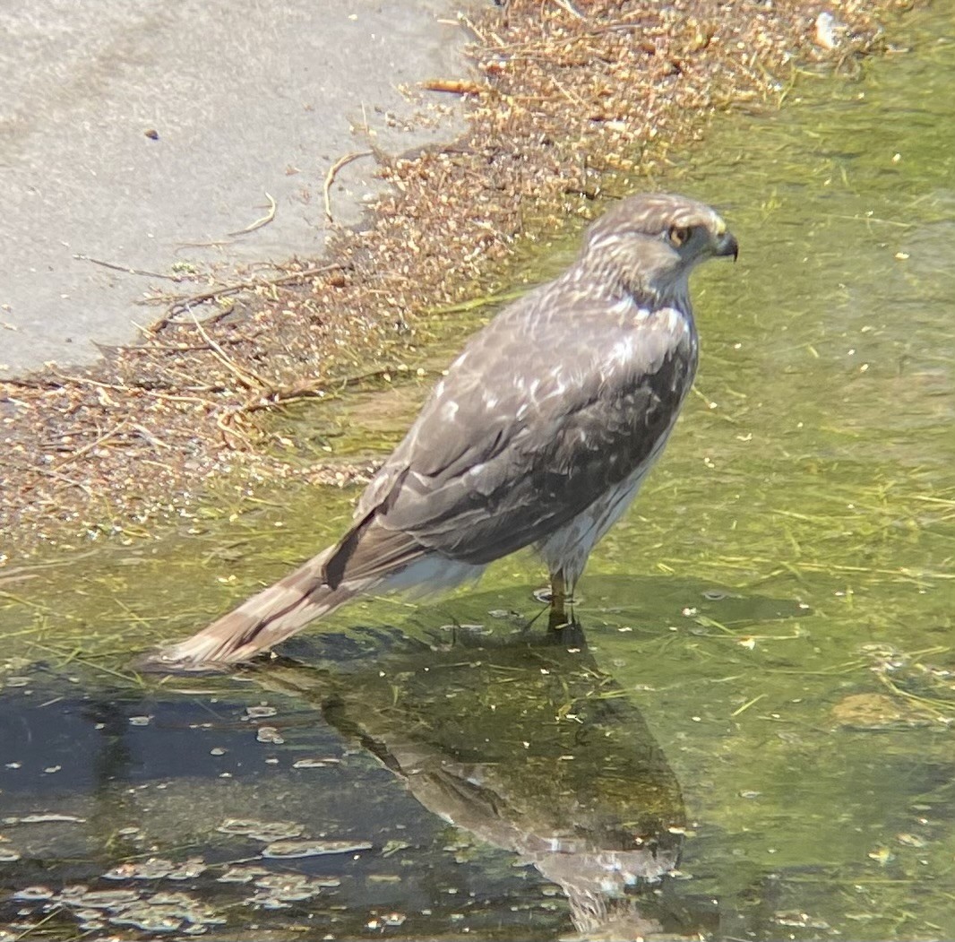 Cooper's Hawk - ML619518110