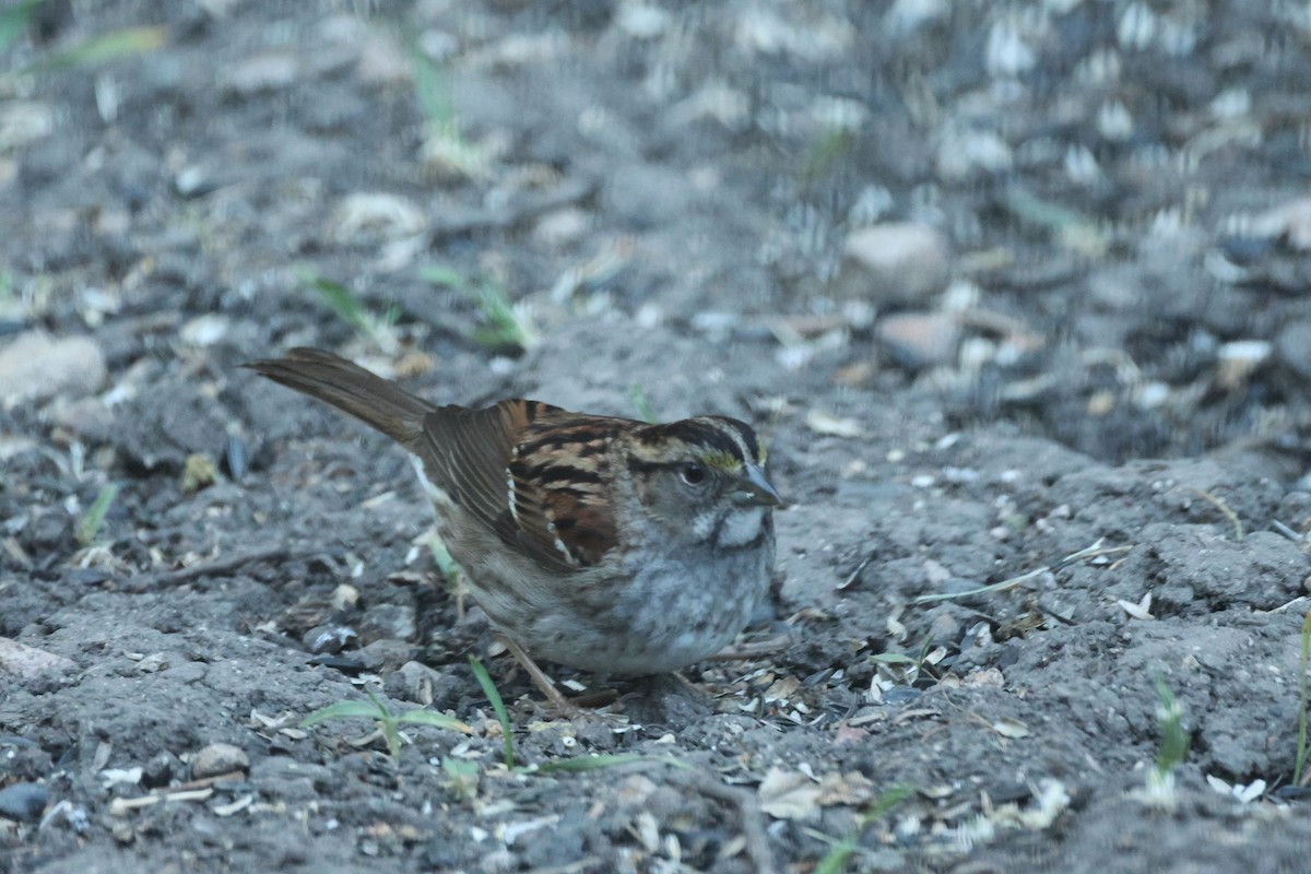 White-throated Sparrow - Kevin Zimmer