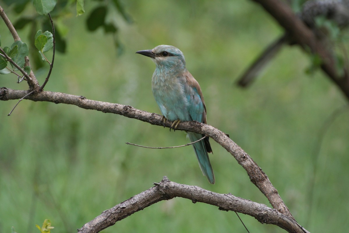 European Roller - Neil Wright