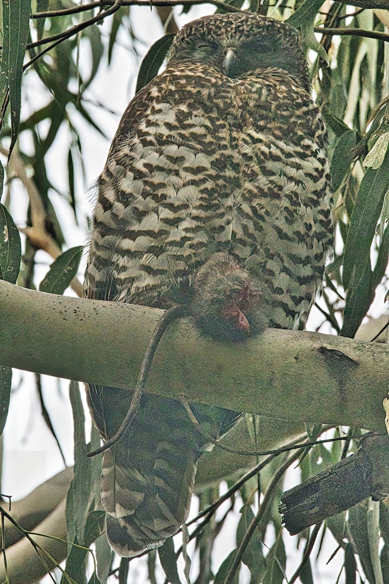 Powerful Owl - Alfons  Lawen