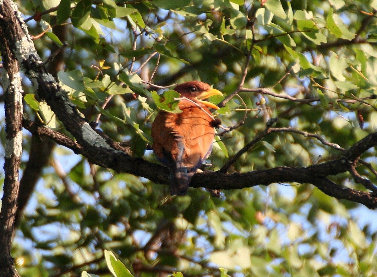 Broad-billed Roller - Neil Wright