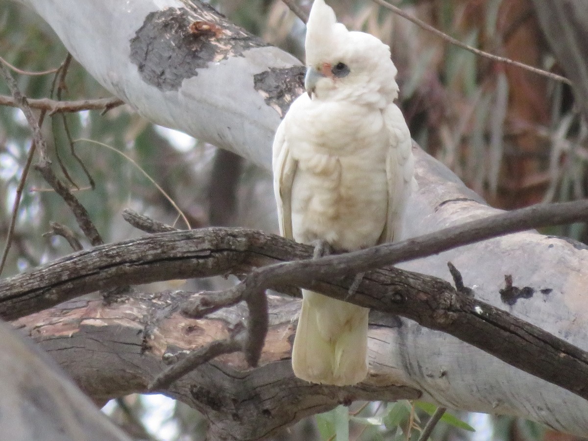 Cacatoès corella - ML619518136