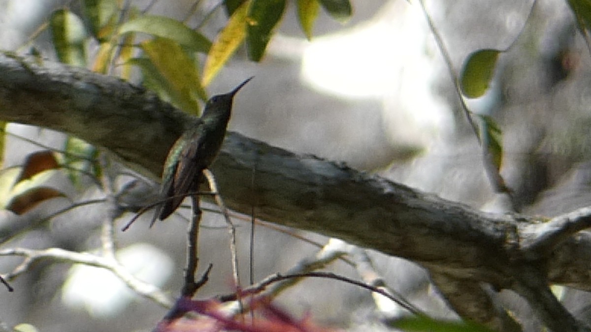 Buff-bellied Hummingbird - ML619518138