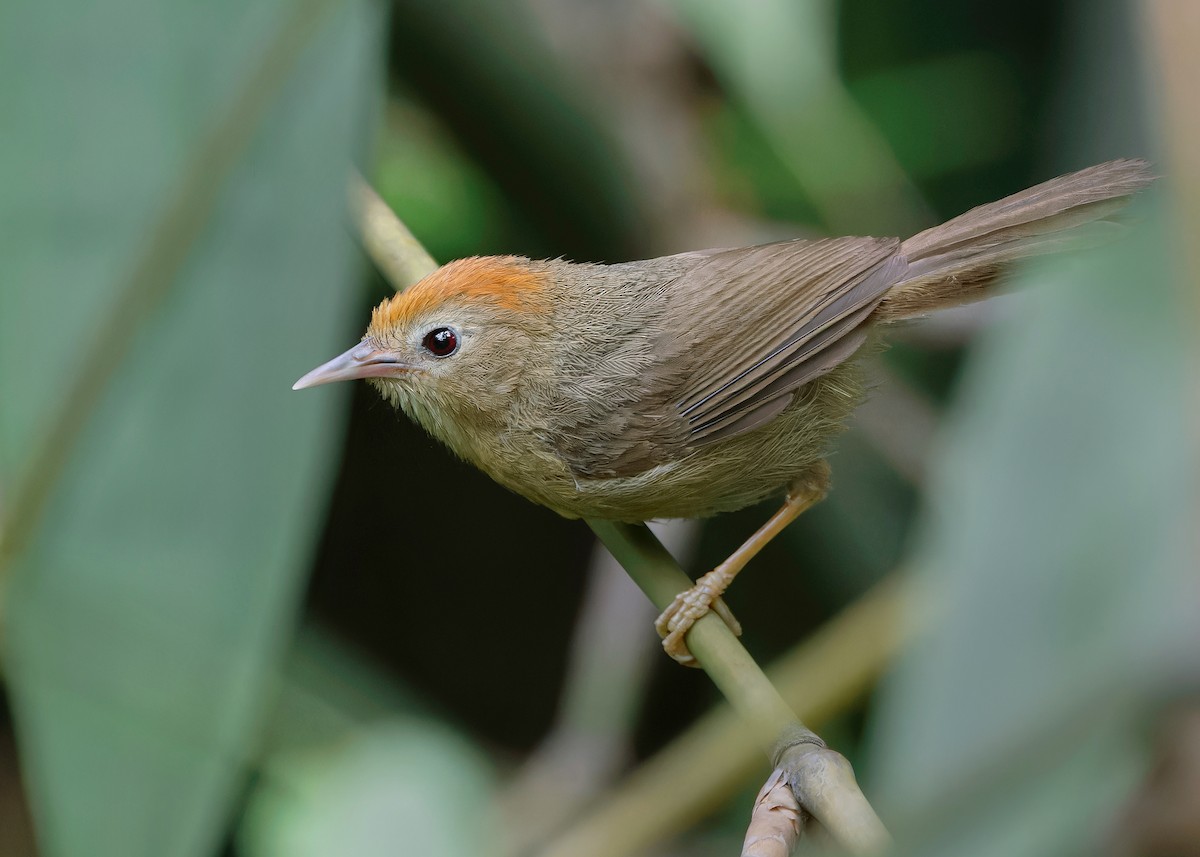 Rufous-fronted Babbler (Buff-chested) - ML619518144