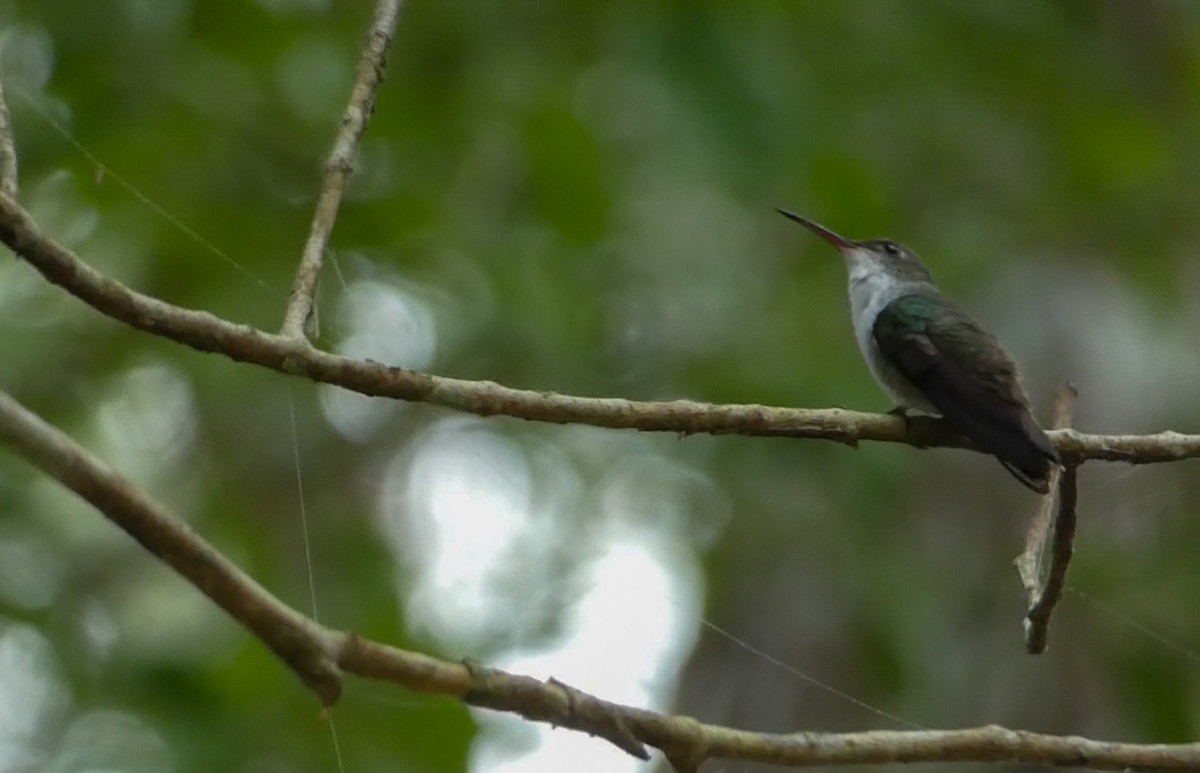 White-bellied Emerald - Roberto  Garrigues