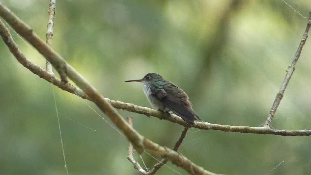 White-bellied Emerald - Roberto  Garrigues