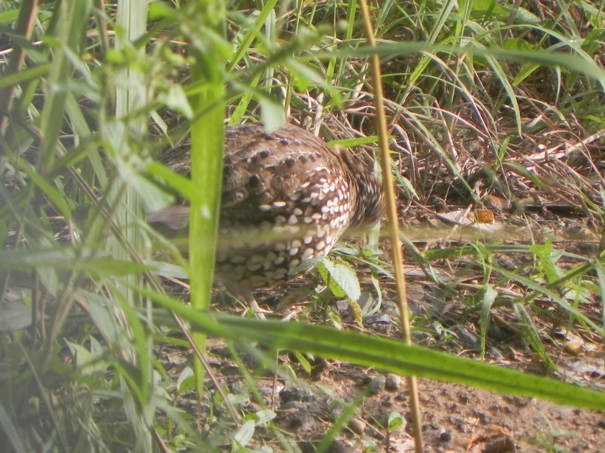 Crested Bobwhite - ML619518150