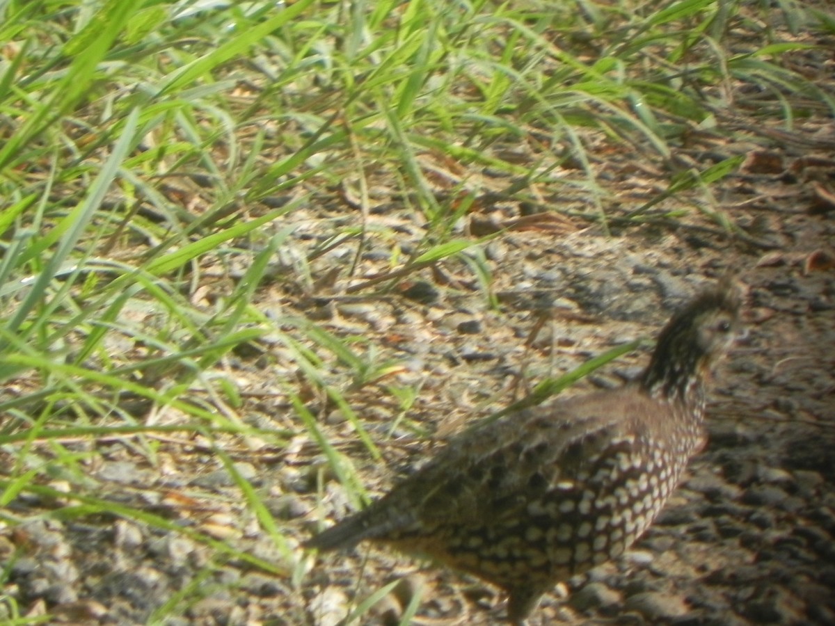 Crested Bobwhite - John Calderón Mateus