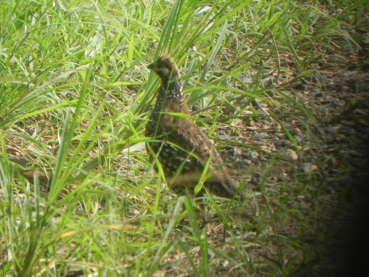 Crested Bobwhite - ML619518153