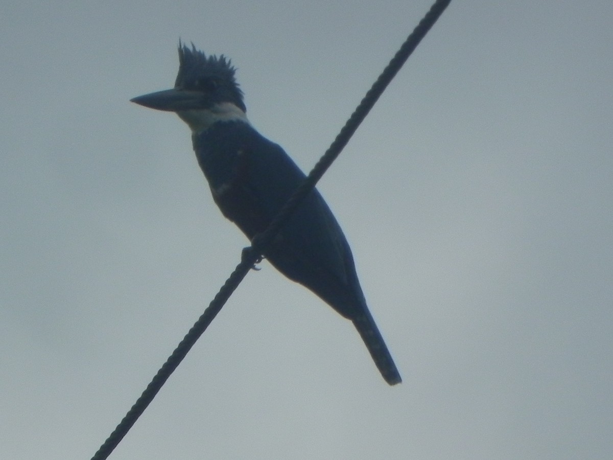 Ringed Kingfisher - John Calderón Mateus