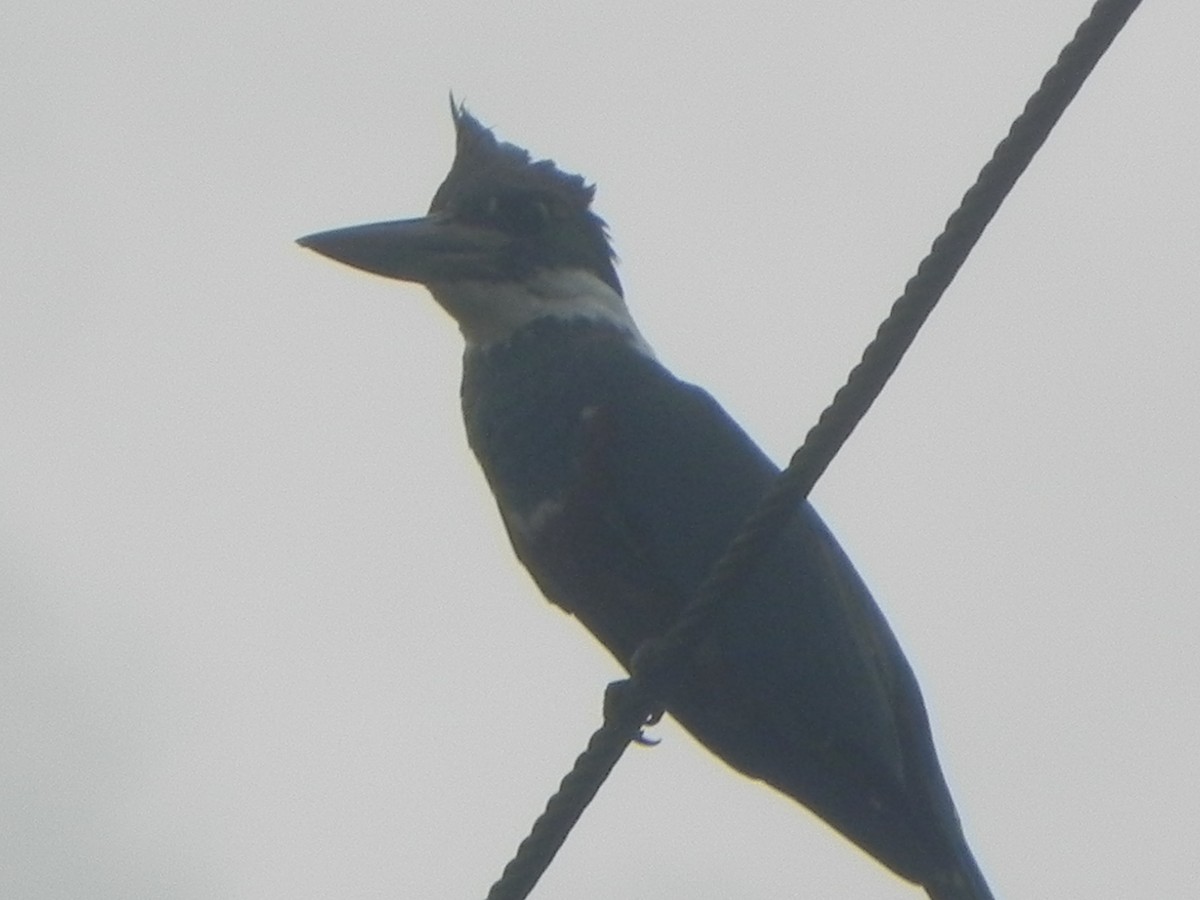 Ringed Kingfisher - John Calderón Mateus