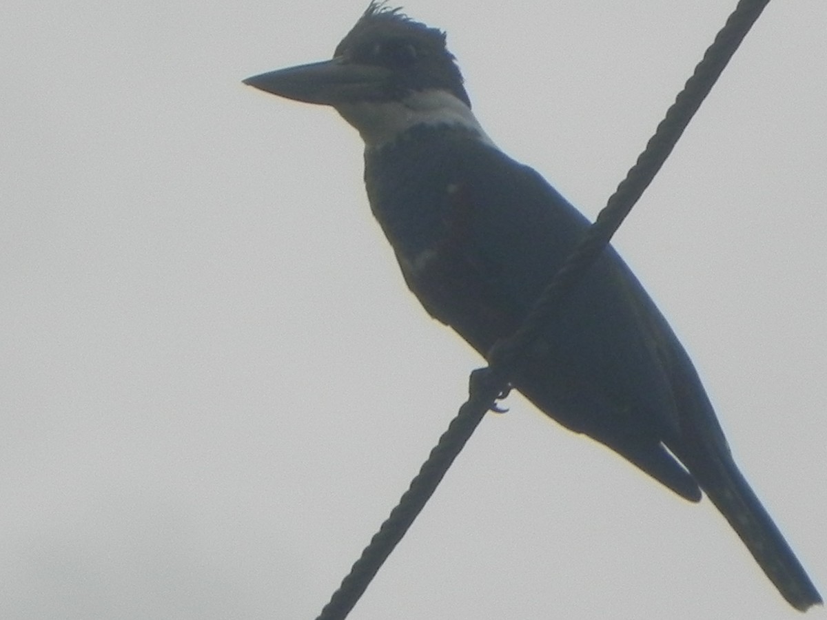 Ringed Kingfisher - John Calderón Mateus