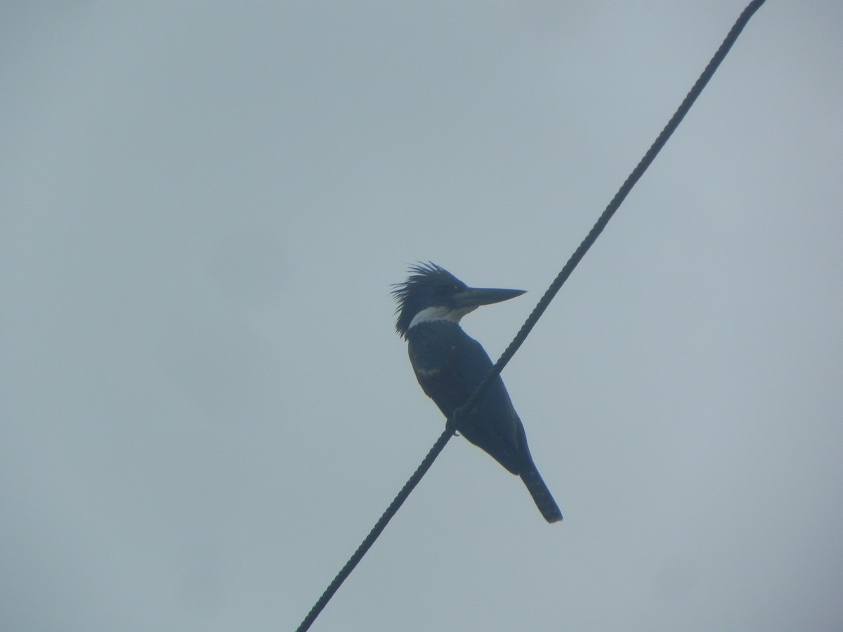 Ringed Kingfisher - John Calderón Mateus