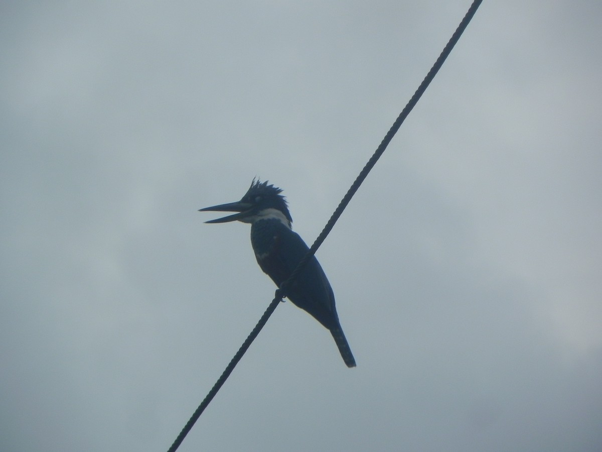 Ringed Kingfisher - John Calderón Mateus