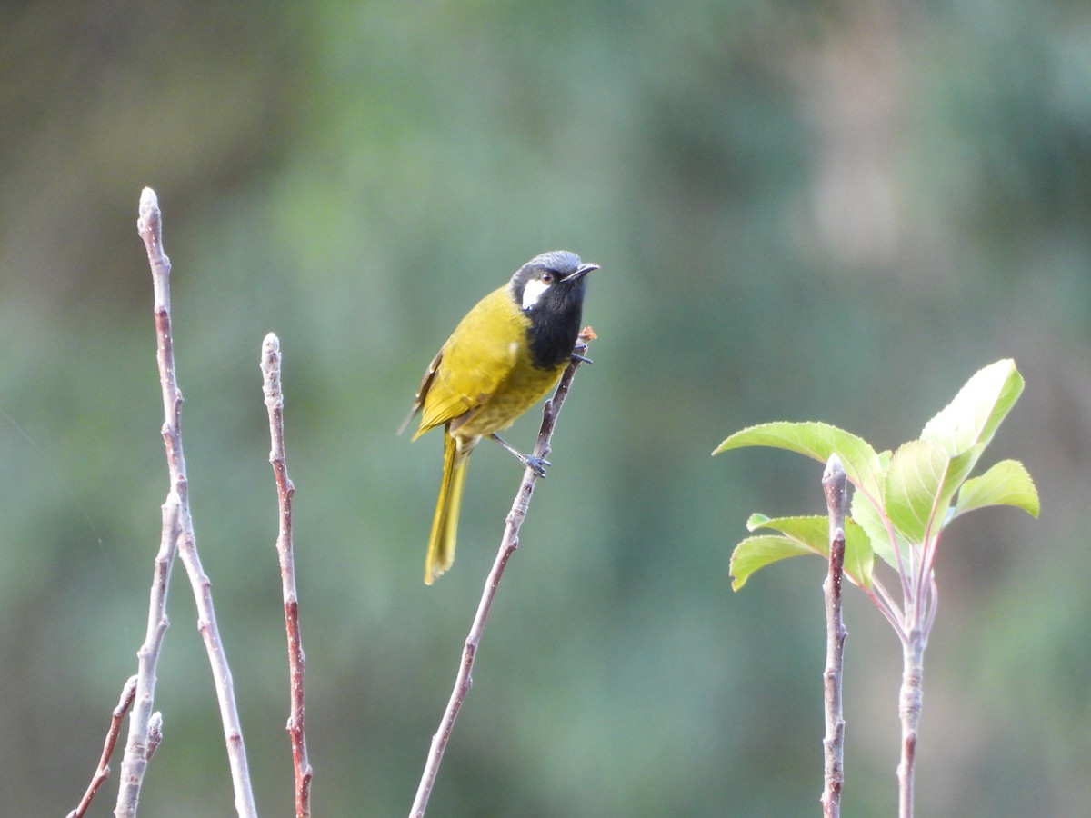 White-eared Honeyeater - Line Perrins