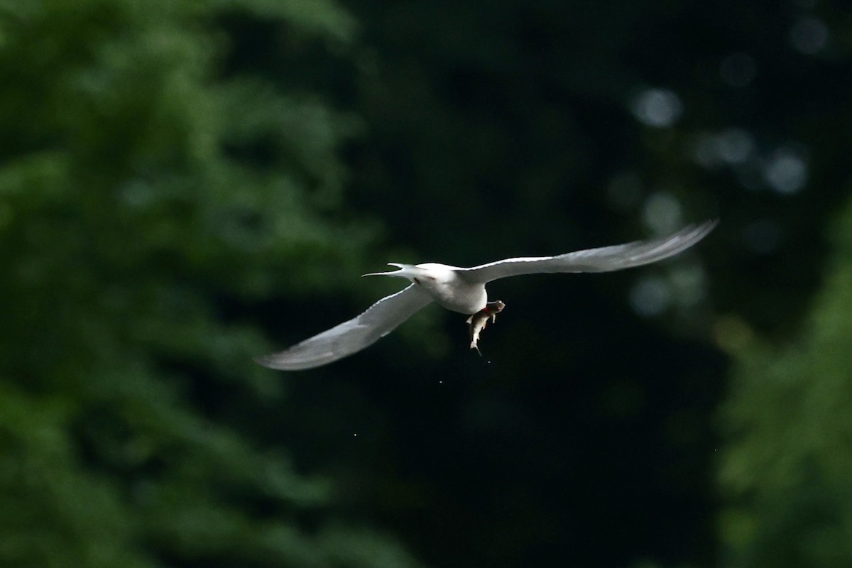 Common Tern - Tyler Atkinson