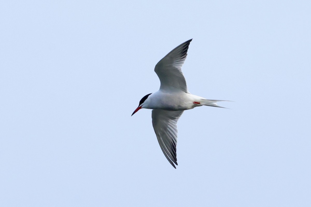 Common Tern - Tyler Atkinson