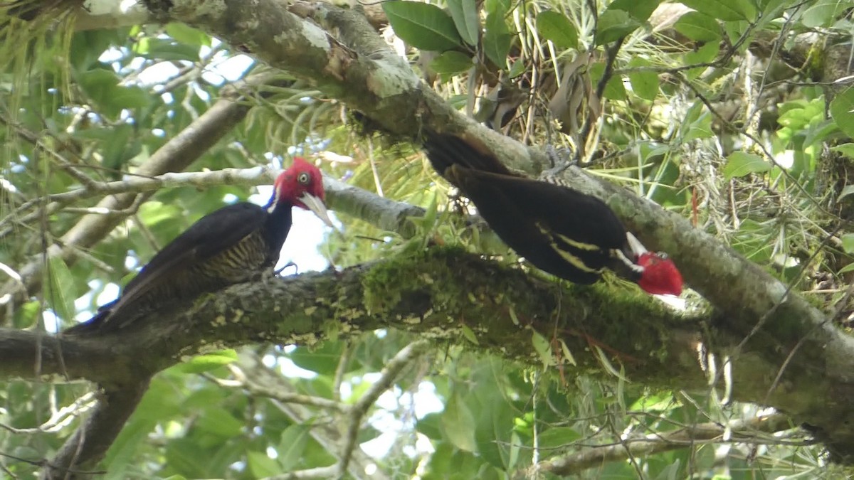 Pale-billed Woodpecker - Roberto  Garrigues