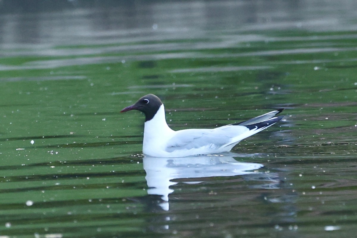 Black-headed Gull - Tyler Atkinson