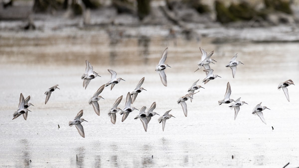 Dunlin - Varun Sharma