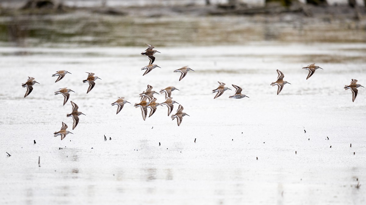 Dunlin - Varun Sharma