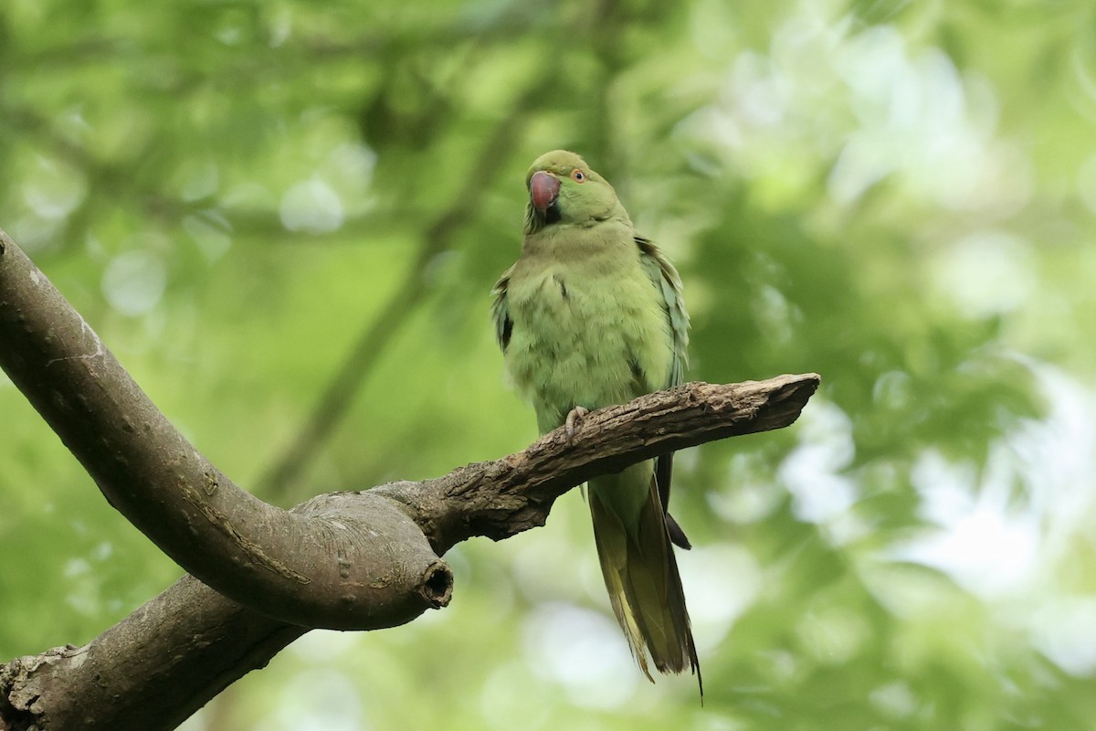 Rose-ringed Parakeet - Tyler Atkinson