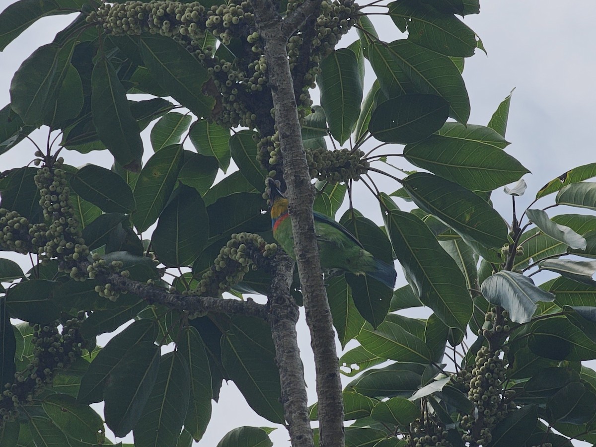 Taiwan Barbet - jason wu