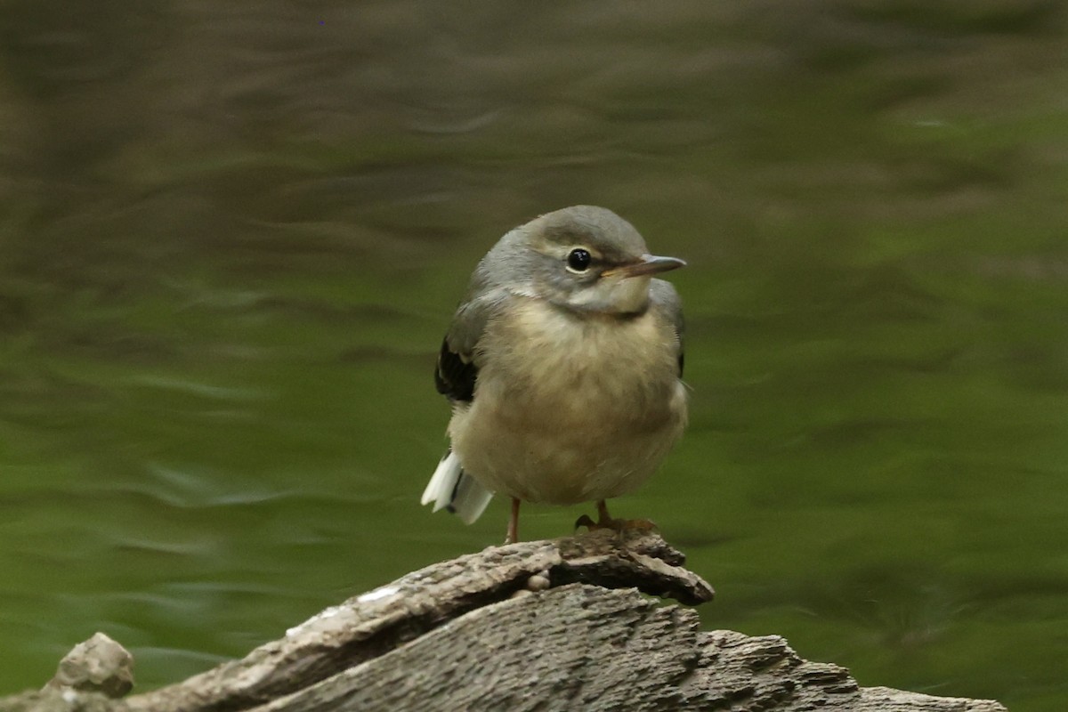 Gray Wagtail - Tyler Atkinson