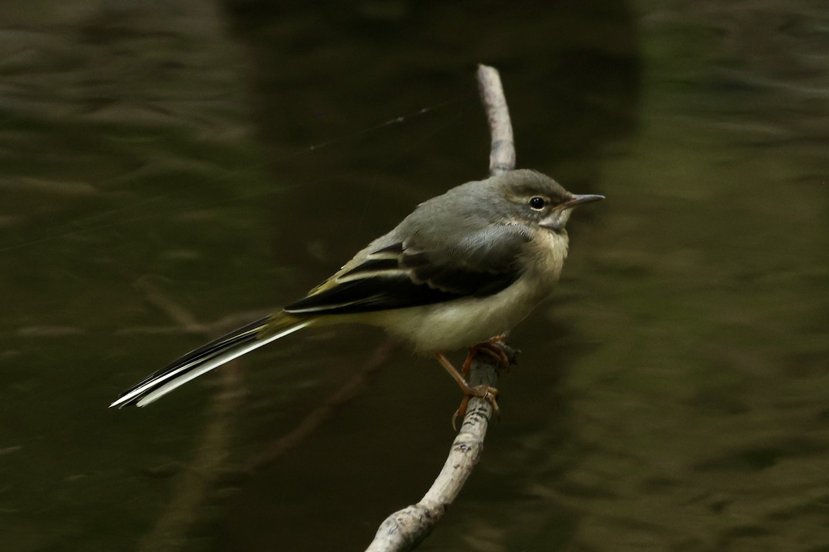 Gray Wagtail - Tyler Atkinson