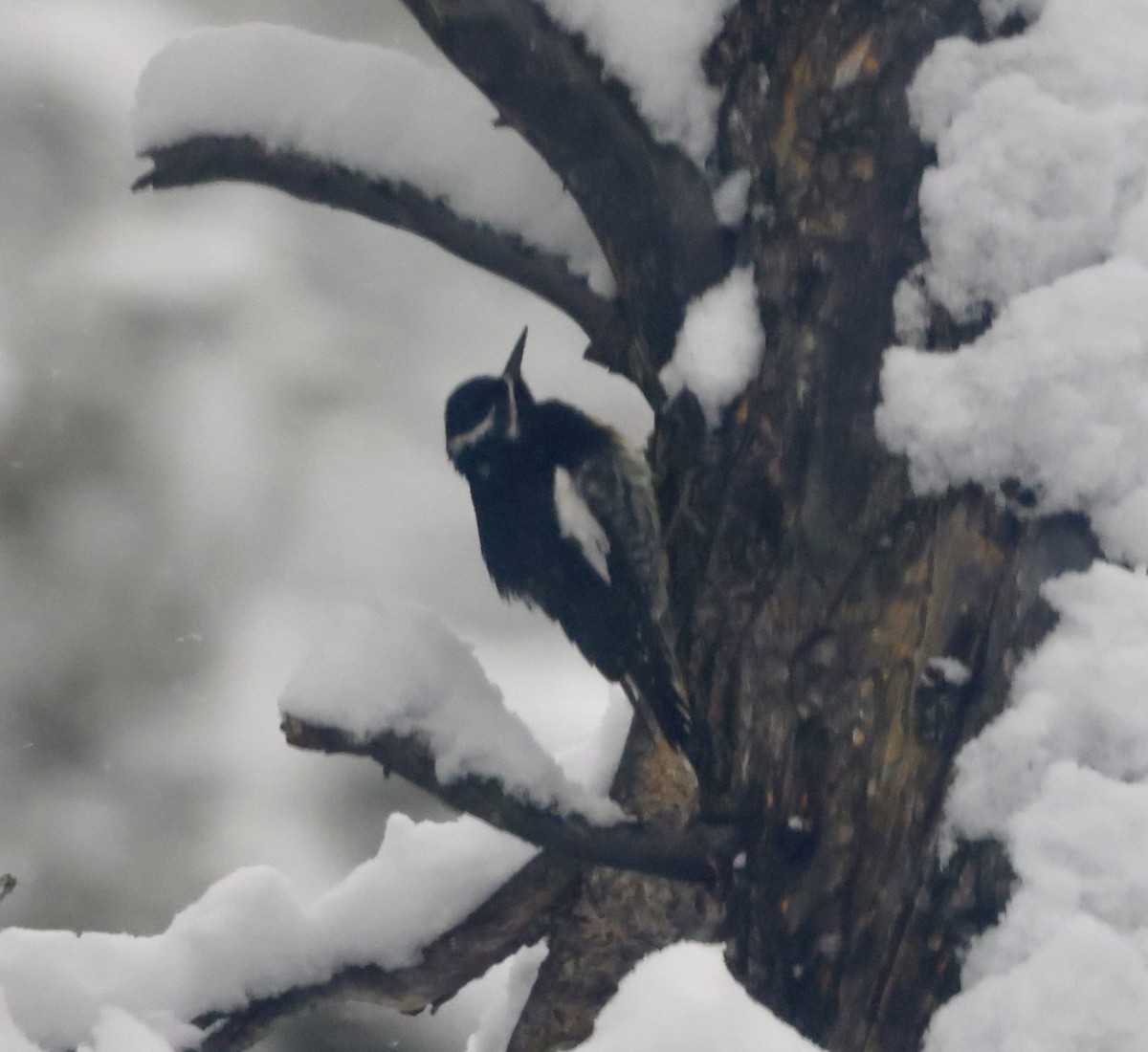 Williamson's Sapsucker - Cheryl Rosenfeld