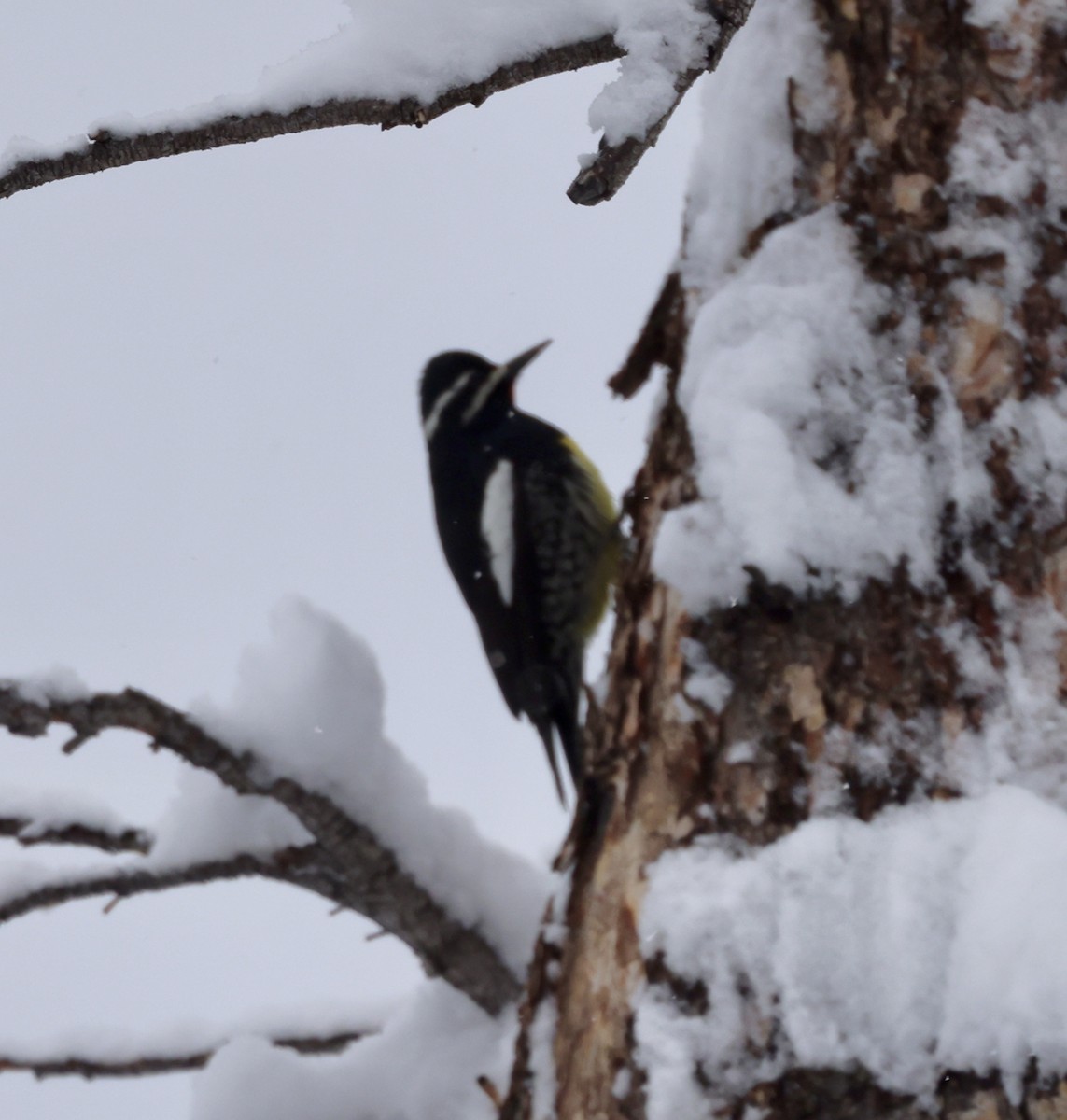 Williamson's Sapsucker - Cheryl Rosenfeld