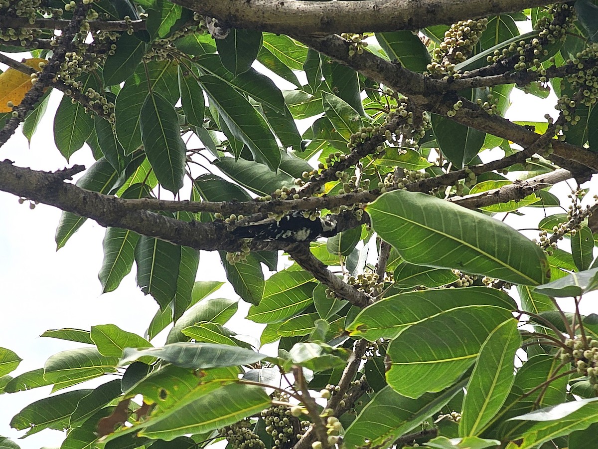 Gray-capped Pygmy Woodpecker - jason wu