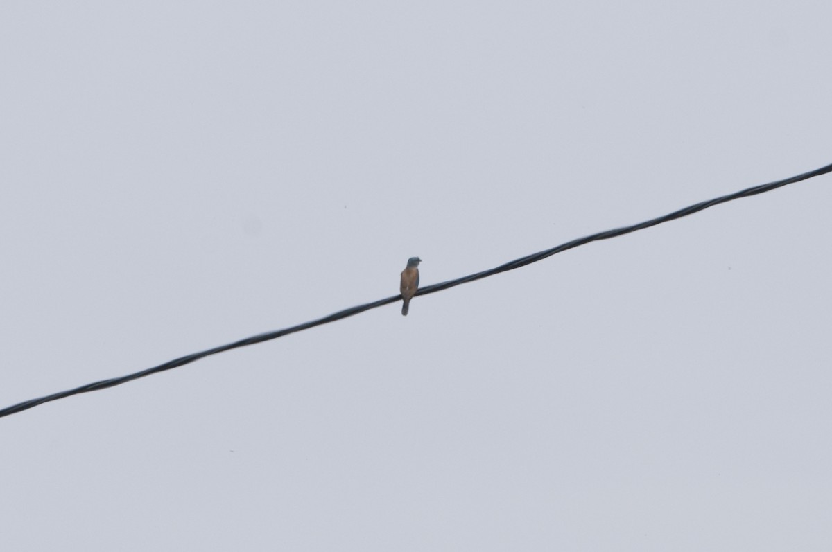 European Roller - Guillermo López Zamora