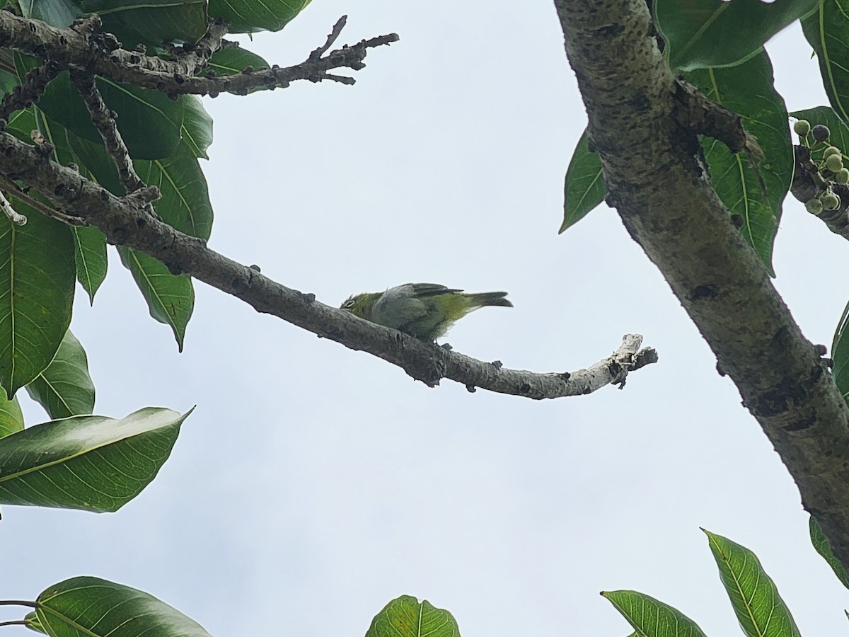 Swinhoe's White-eye - jason wu