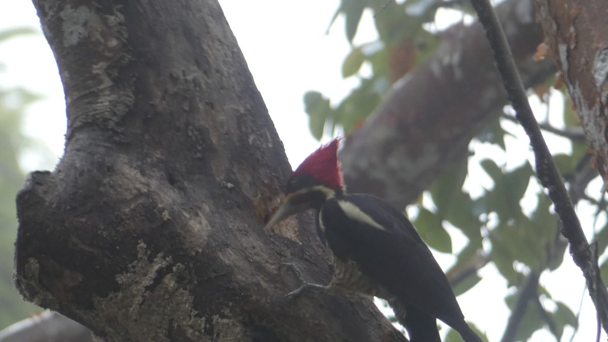 Lineated Woodpecker - Roberto  Garrigues