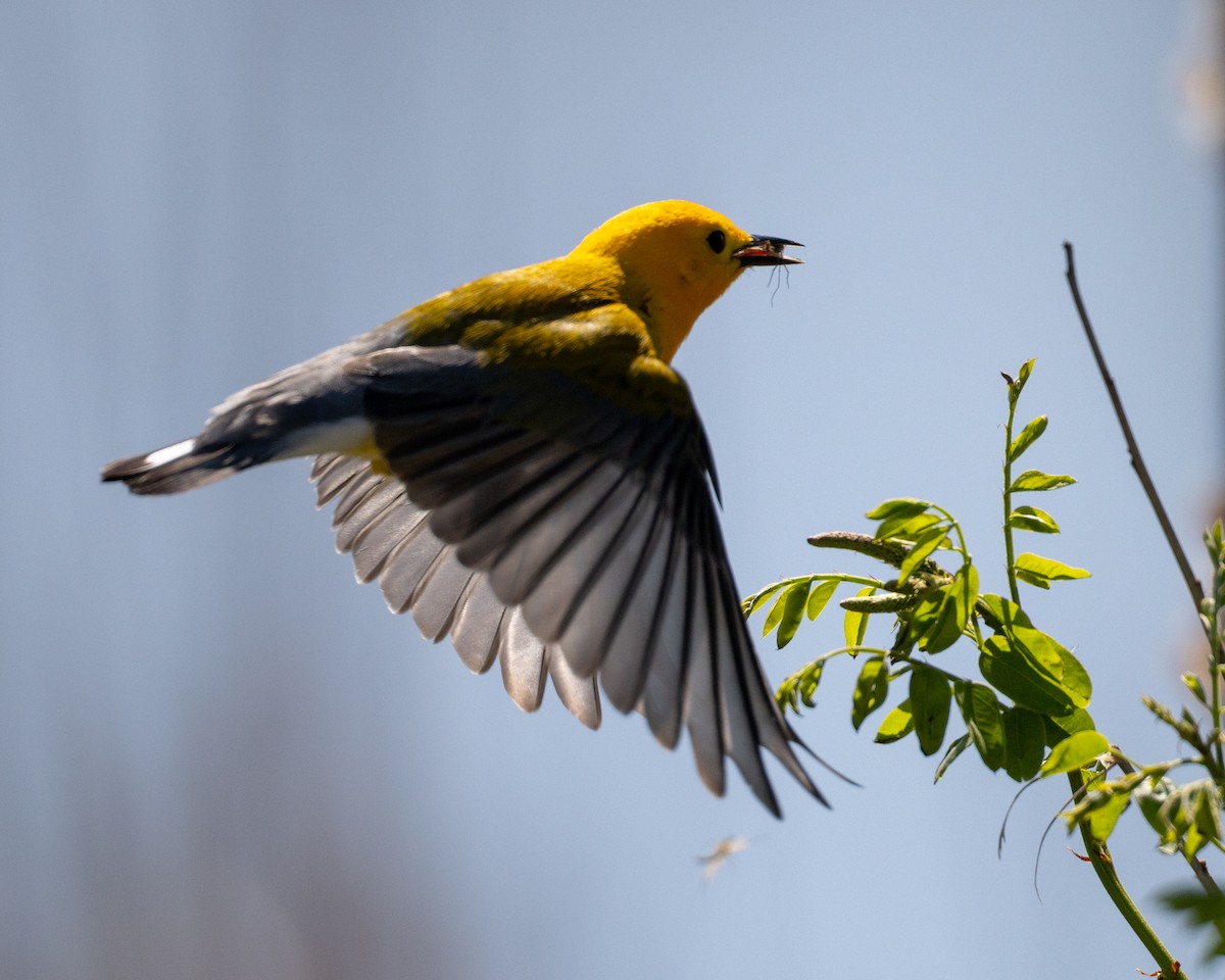 Prothonotary Warbler - Varun Sharma