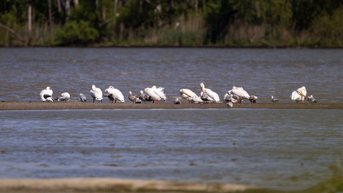 American White Pelican - Varun Sharma