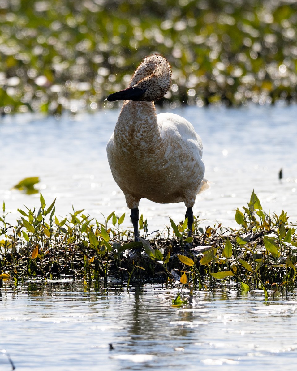 Trumpeter Swan - Varun Sharma