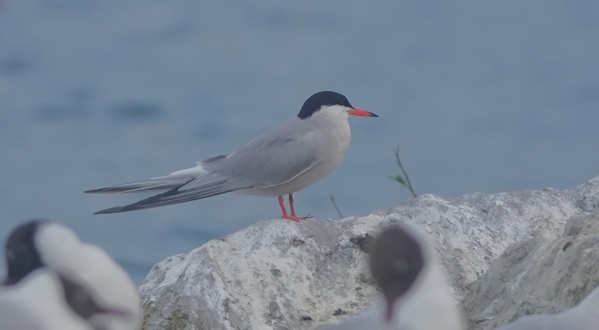 Common Tern - Christian Doerig