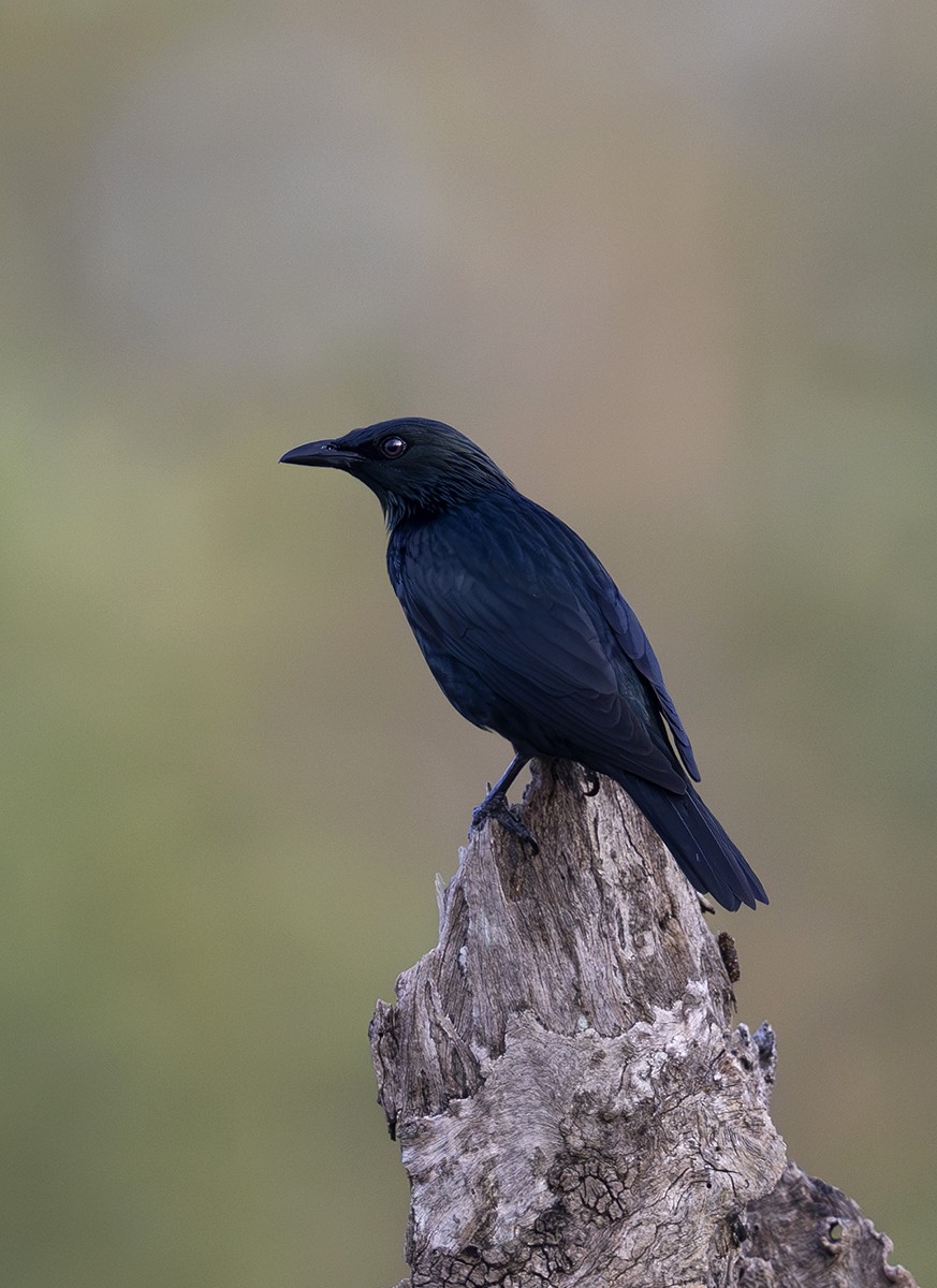 Asian Glossy Starling - Solomon Sampath Kumar