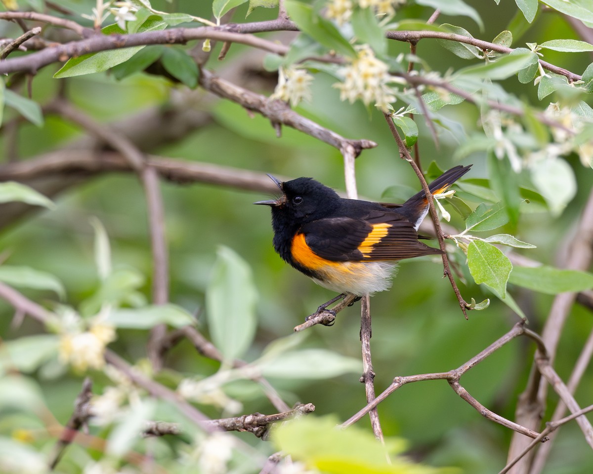 American Redstart - Varun Sharma