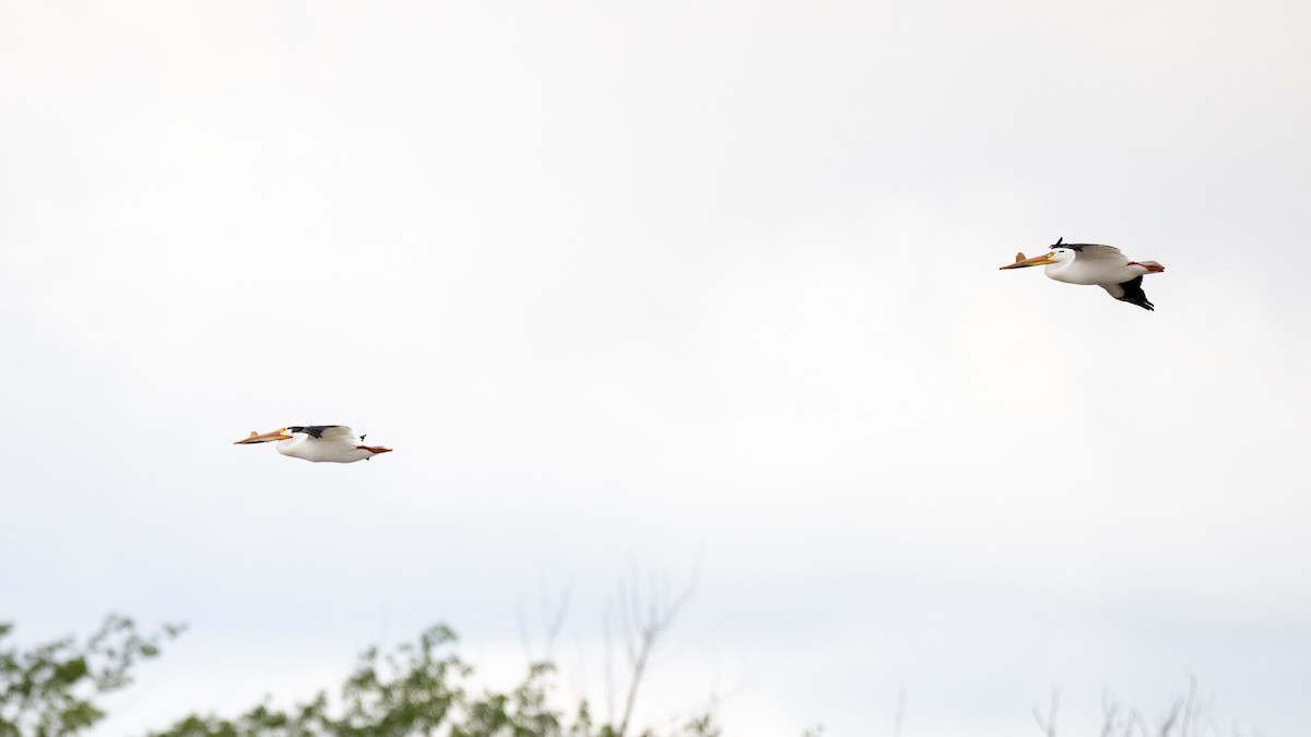 American White Pelican - Varun Sharma