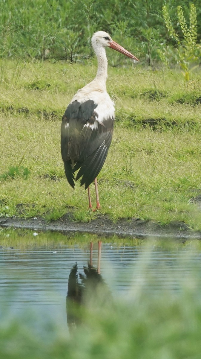 White Stork - Christian Doerig