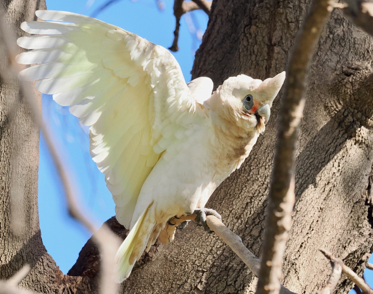 Little Corella - ML619518250