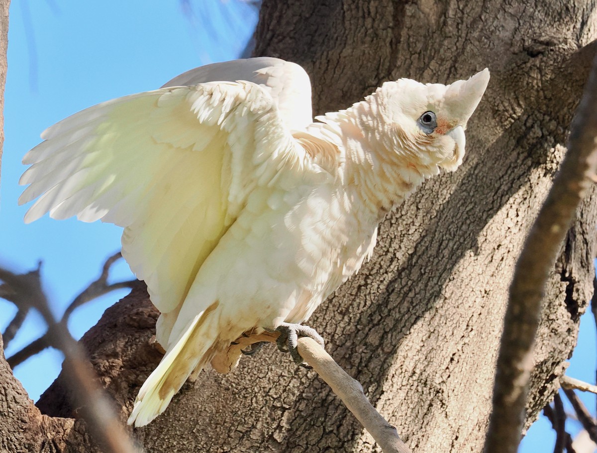 Little Corella - Ken Glasson