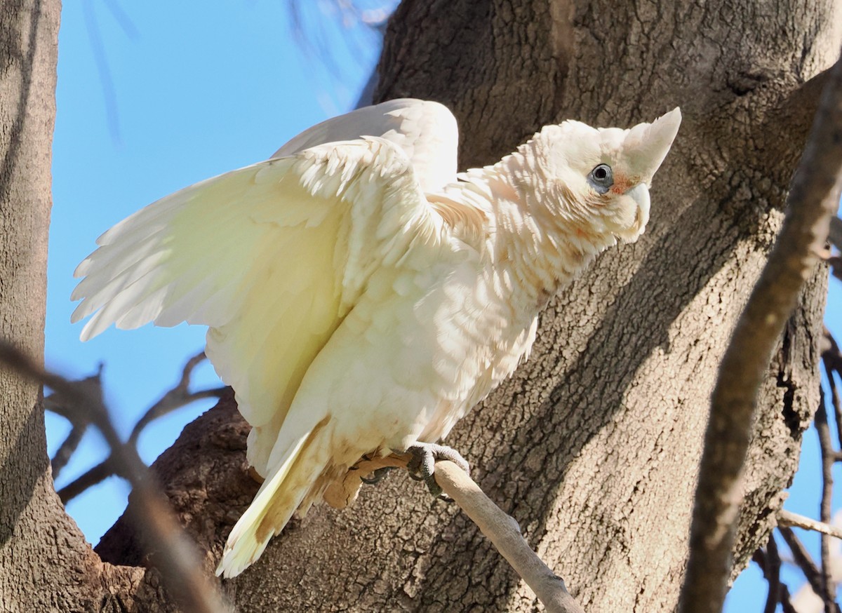 Little Corella - Ken Glasson