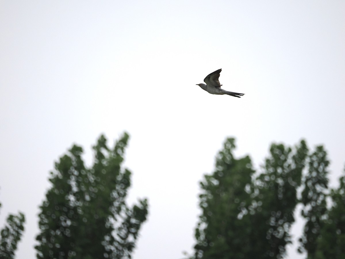 Common Cuckoo - Yawei Zhang