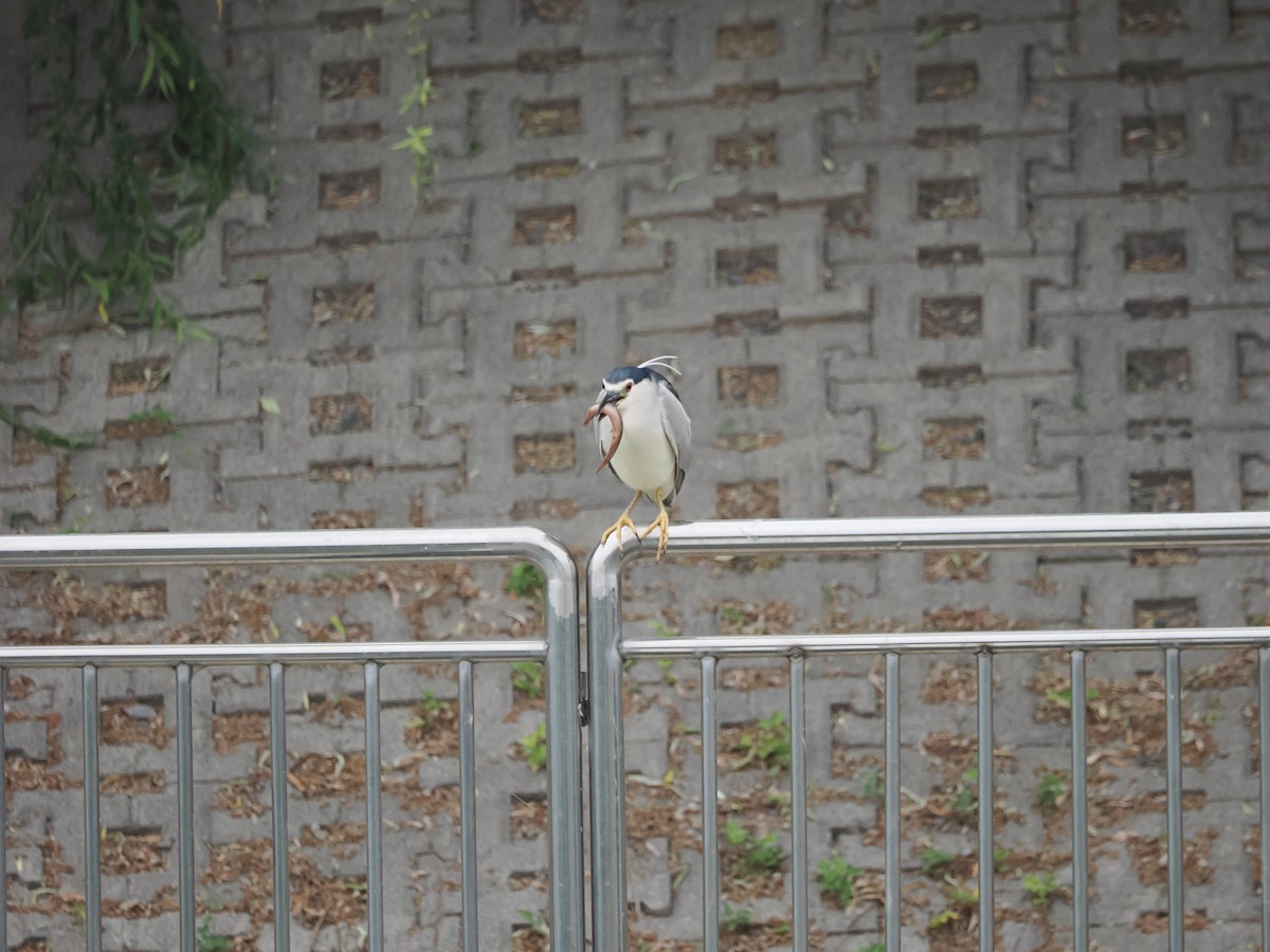 Black-crowned Night Heron - Yawei Zhang