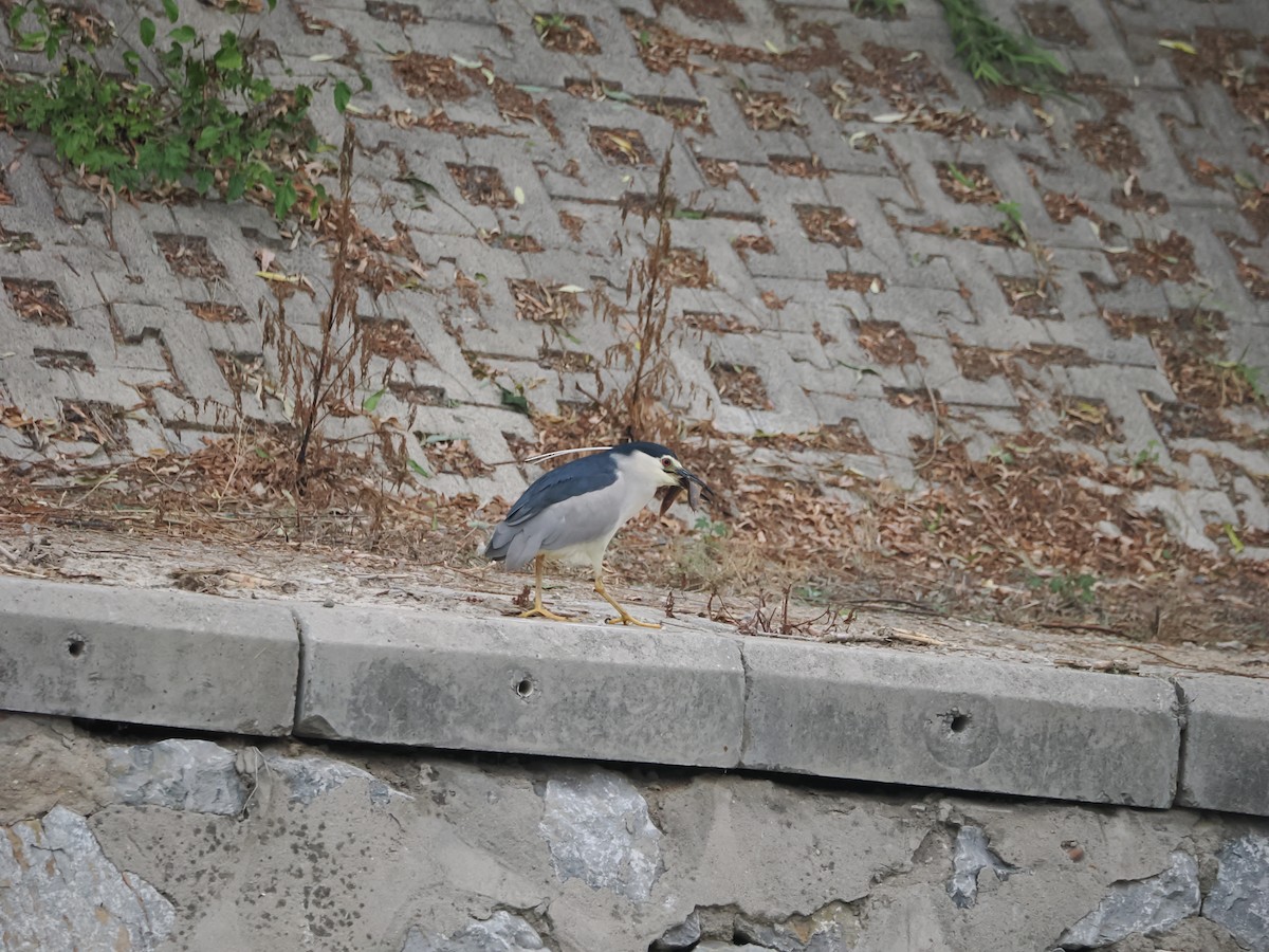 Black-crowned Night Heron - Yawei Zhang