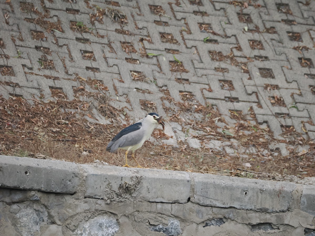 Black-crowned Night Heron - Yawei Zhang